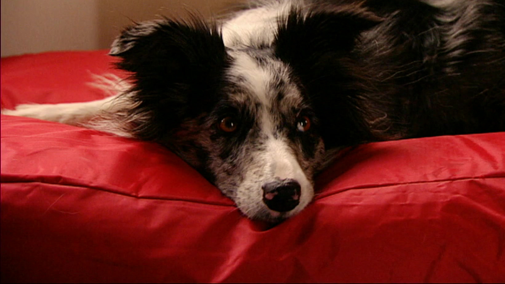 Puppy Patrol | Jess zoekt haar baas