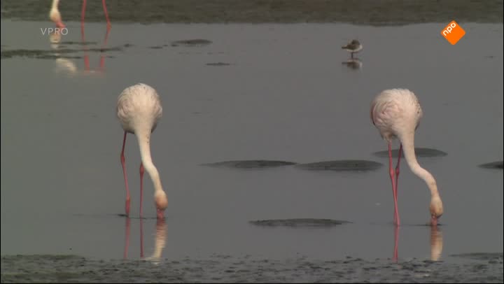 Freeks Wilde Wereld | Flamingo's en pelsrobben