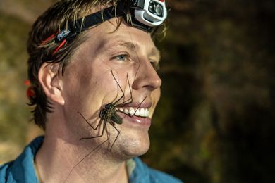 Freeks Wilde Wereld | Insecten op de versiertoer
