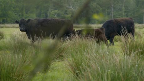 Freeks Wilde Wereld | Gifslangen in Nederland
