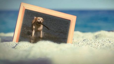 DierenDetectives | Hond Norman