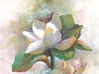 Magnolia