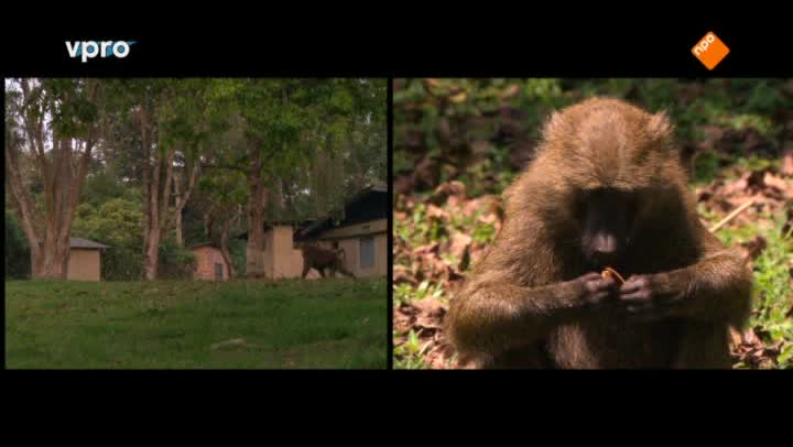 Freek in het wild | Slimme chimpansees