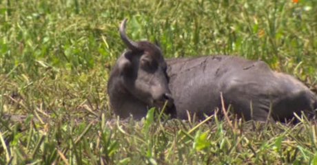 Freeks Wilde Wereld | Op safari in Sri Lanka