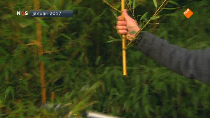 Het NOS Jeugdjournaal | NOS Jeugdjournaal