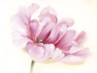 13. Romantische soft focus tulp