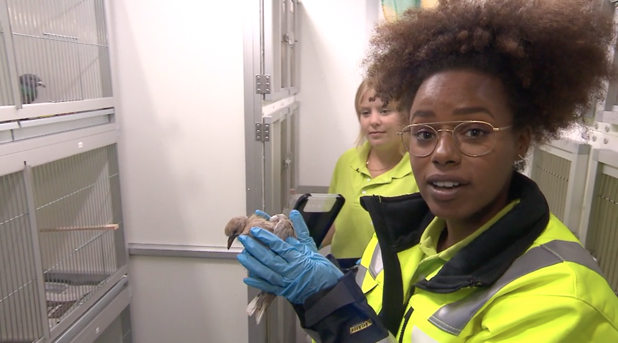 Het Klokhuis | Dierenambulance