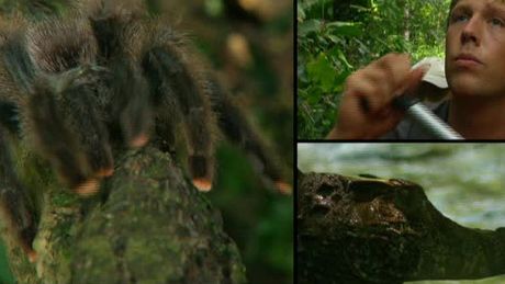 Freek in het wild | Giftige Spin