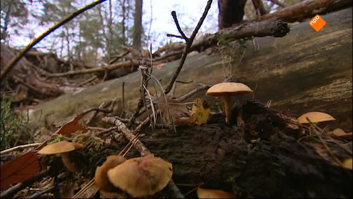 Het Klokhuis | Bosbouw