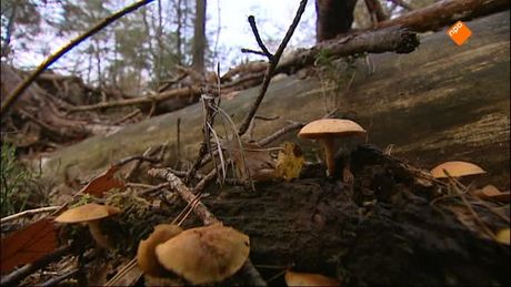 Het Klokhuis | Bosbouw
