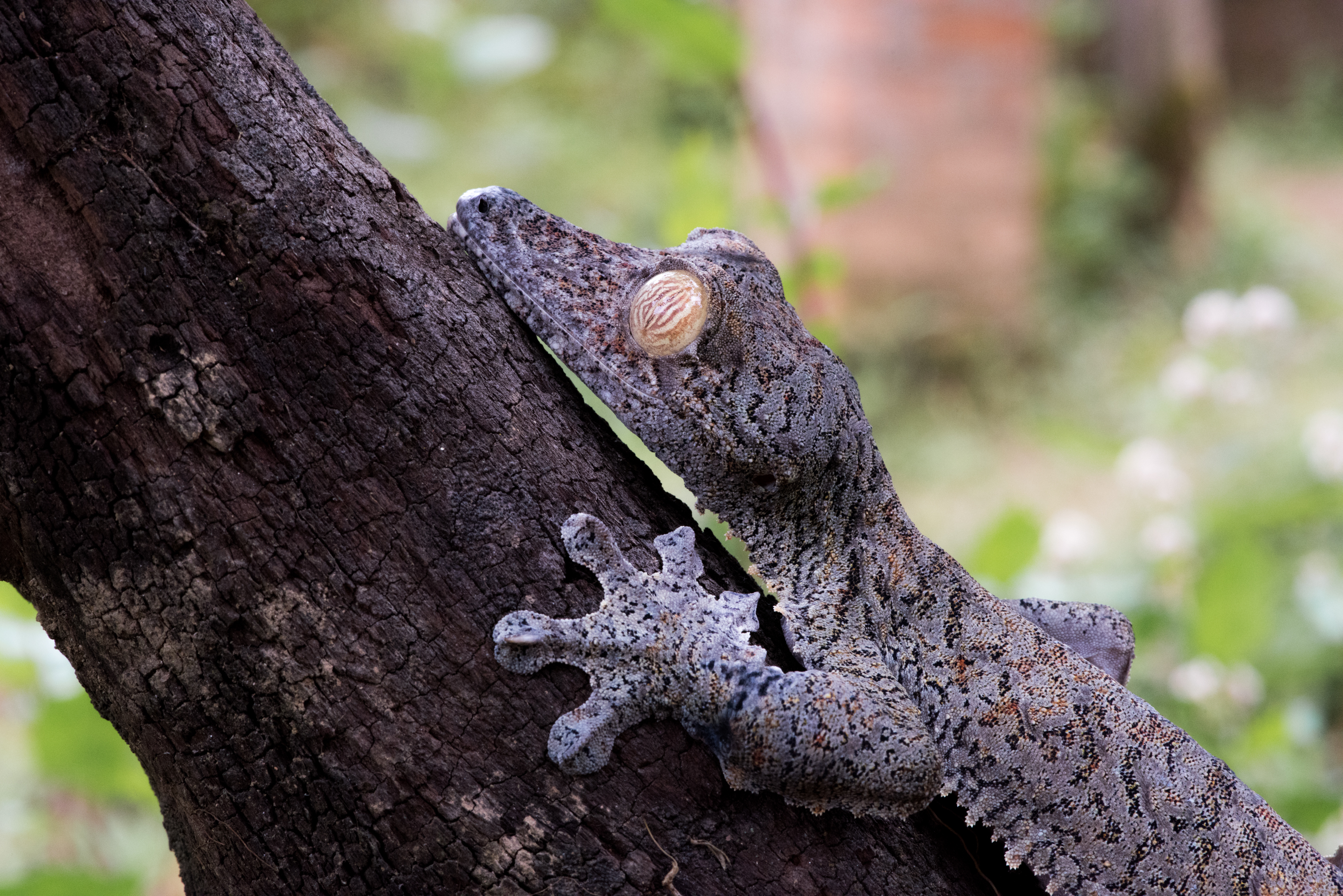 Madagaskar - Koningen van de camouflage