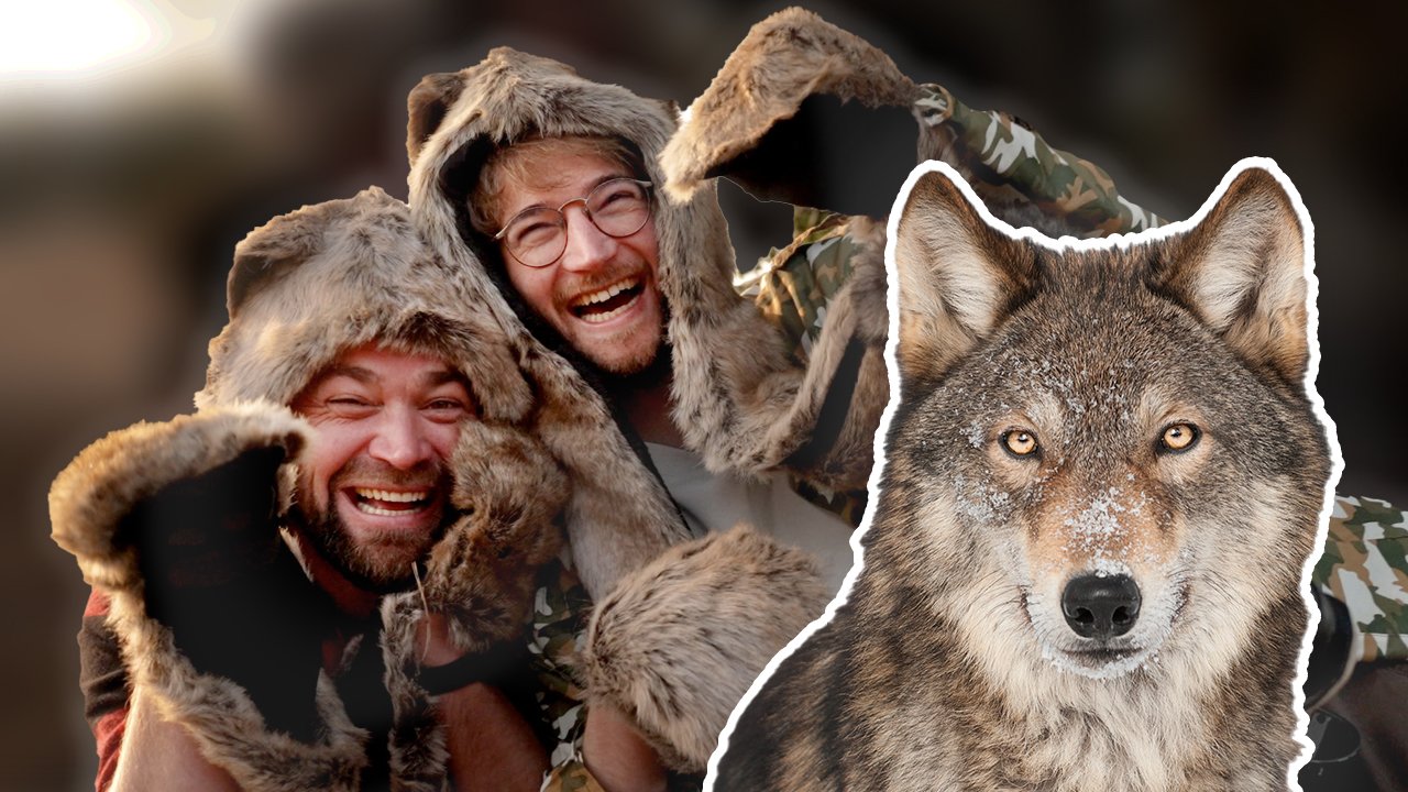Wolf