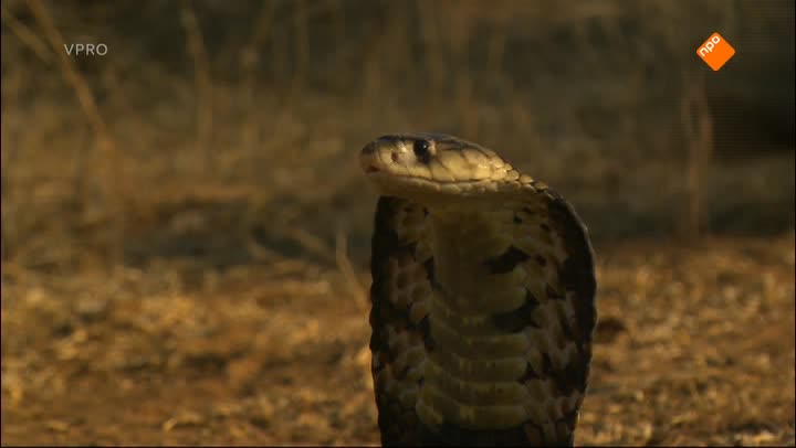Freeks Wilde Wereld | De cobra en de olifant