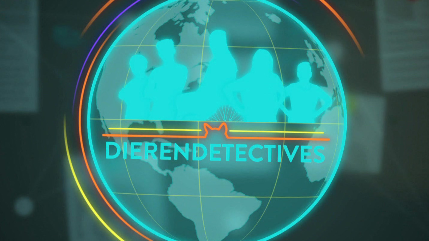 DierenDetectives | Een groep dolfijnen
