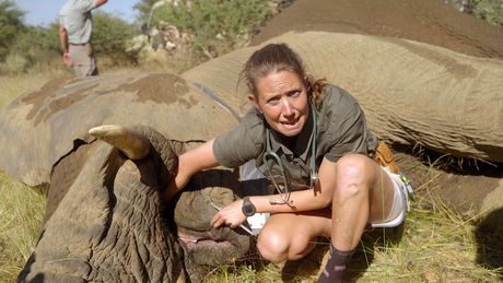 Dierendokter in het wild