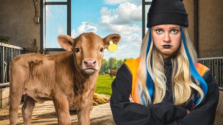 Taakstraf | Zure melk