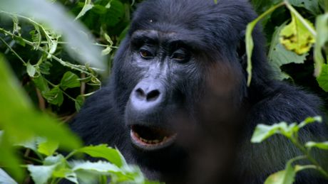 Freeks Wilde Wereld | Bergbikkels
