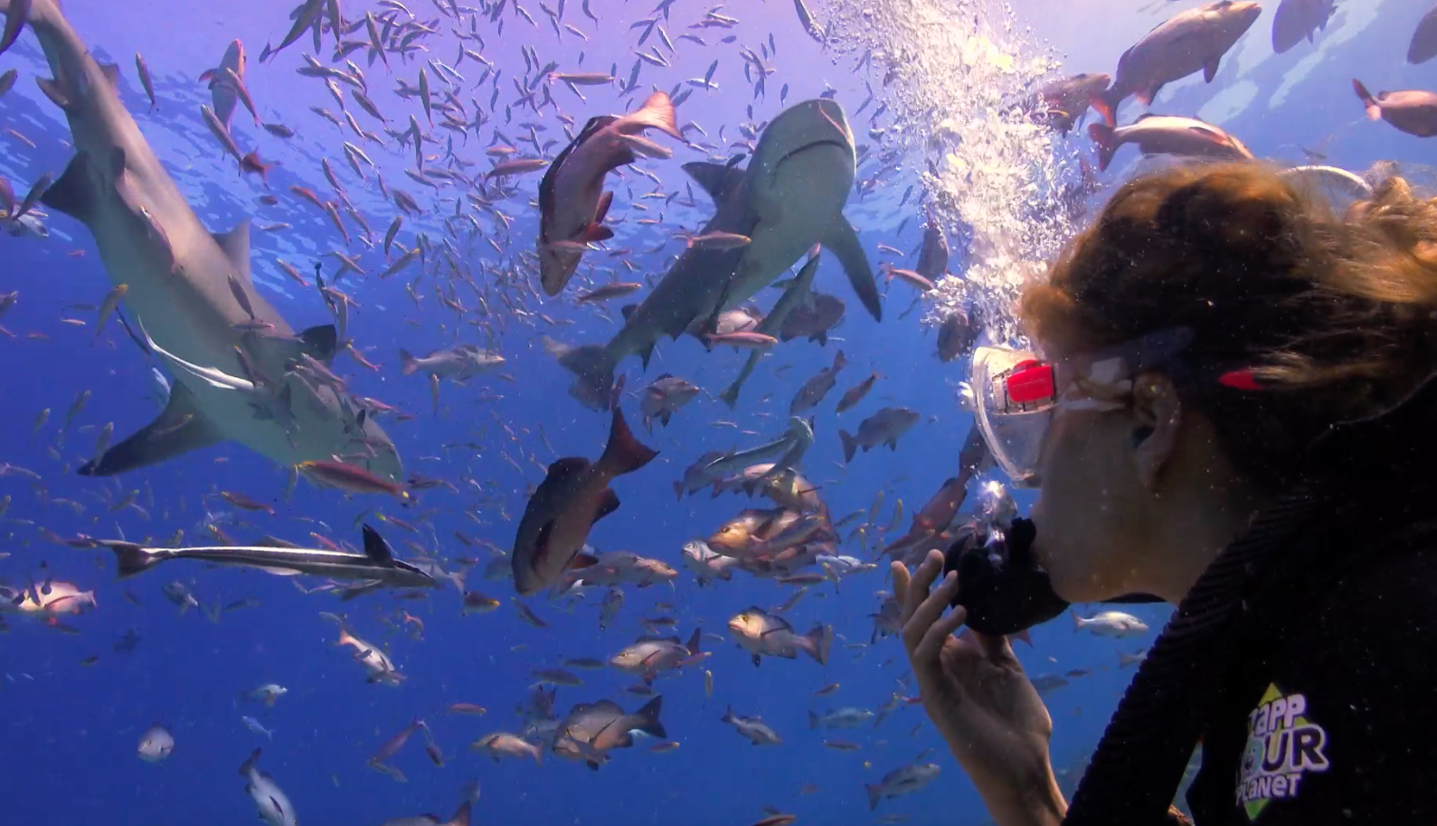 Zapp Your Planet | Expeditie HaaiAlarm