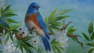 Witte regen en blauwkeelsialia