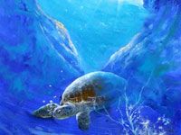 Zeeschildpad