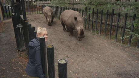 Het Klokhuis | Neushoorn