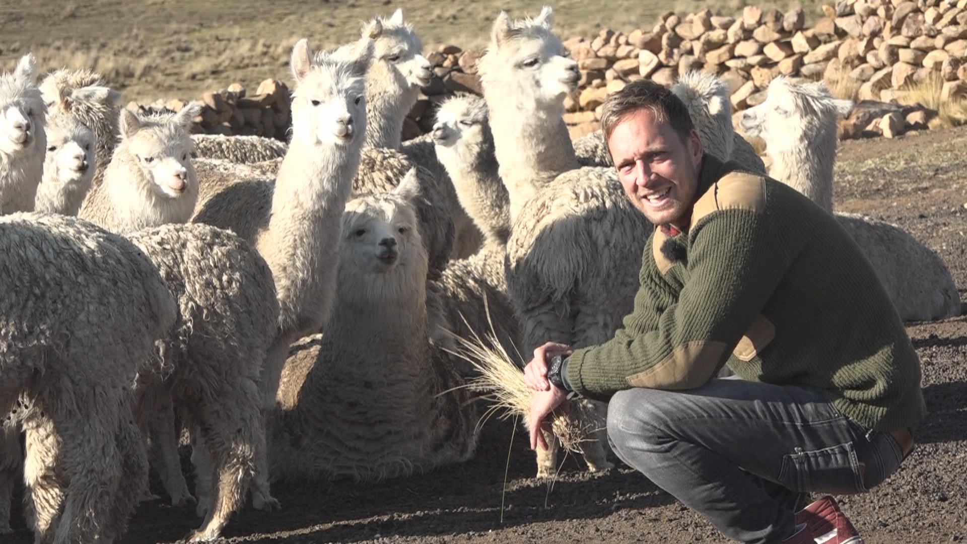 Het Klokhuis | Alpaca's