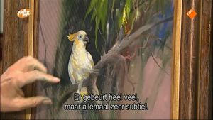 Kaketoe met een zilverwitte kuif