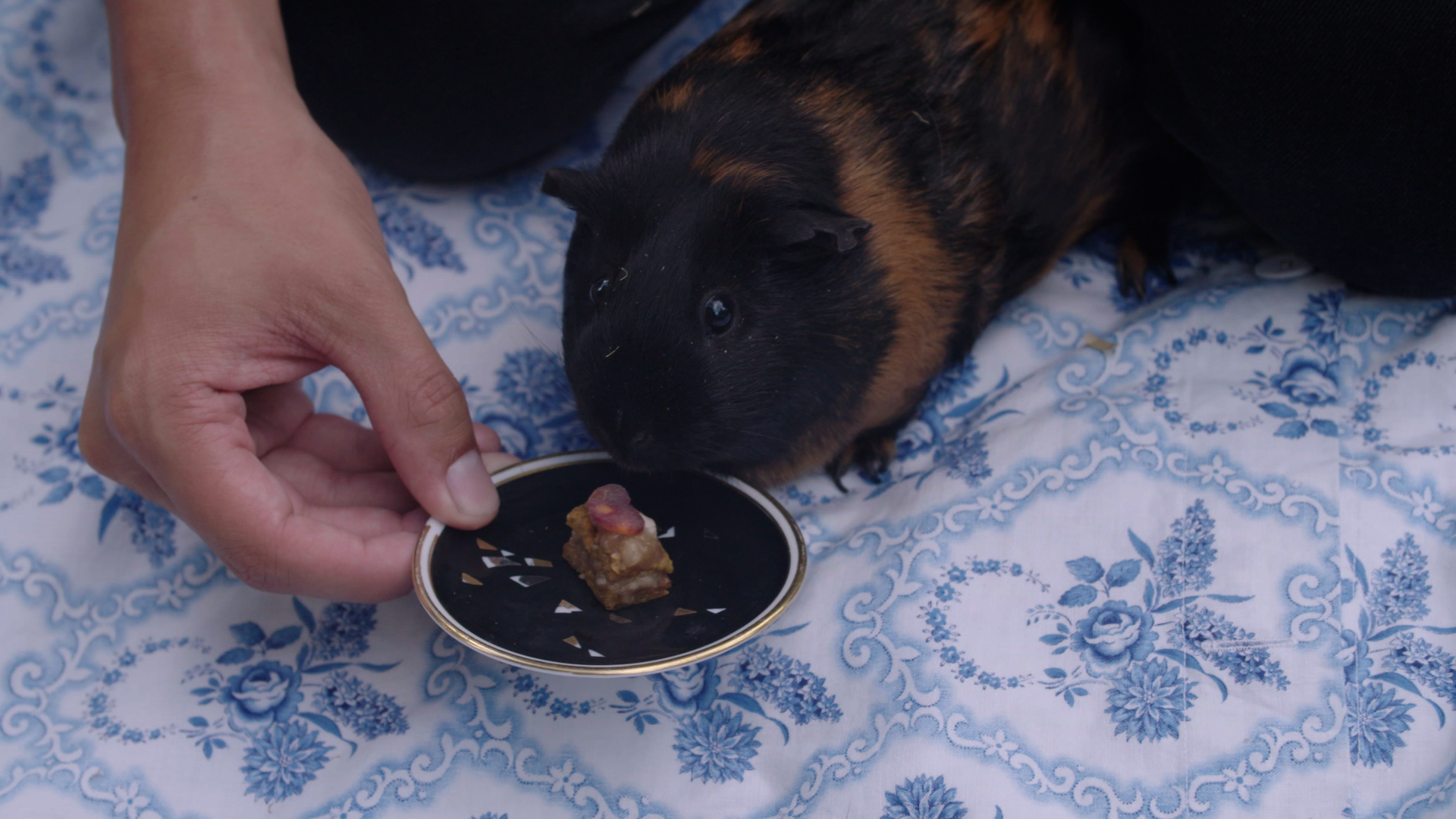 Koken met konijnen | De troostcavia's