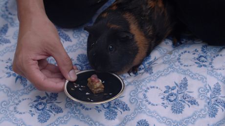 Koken met konijnen | De troostcavia's