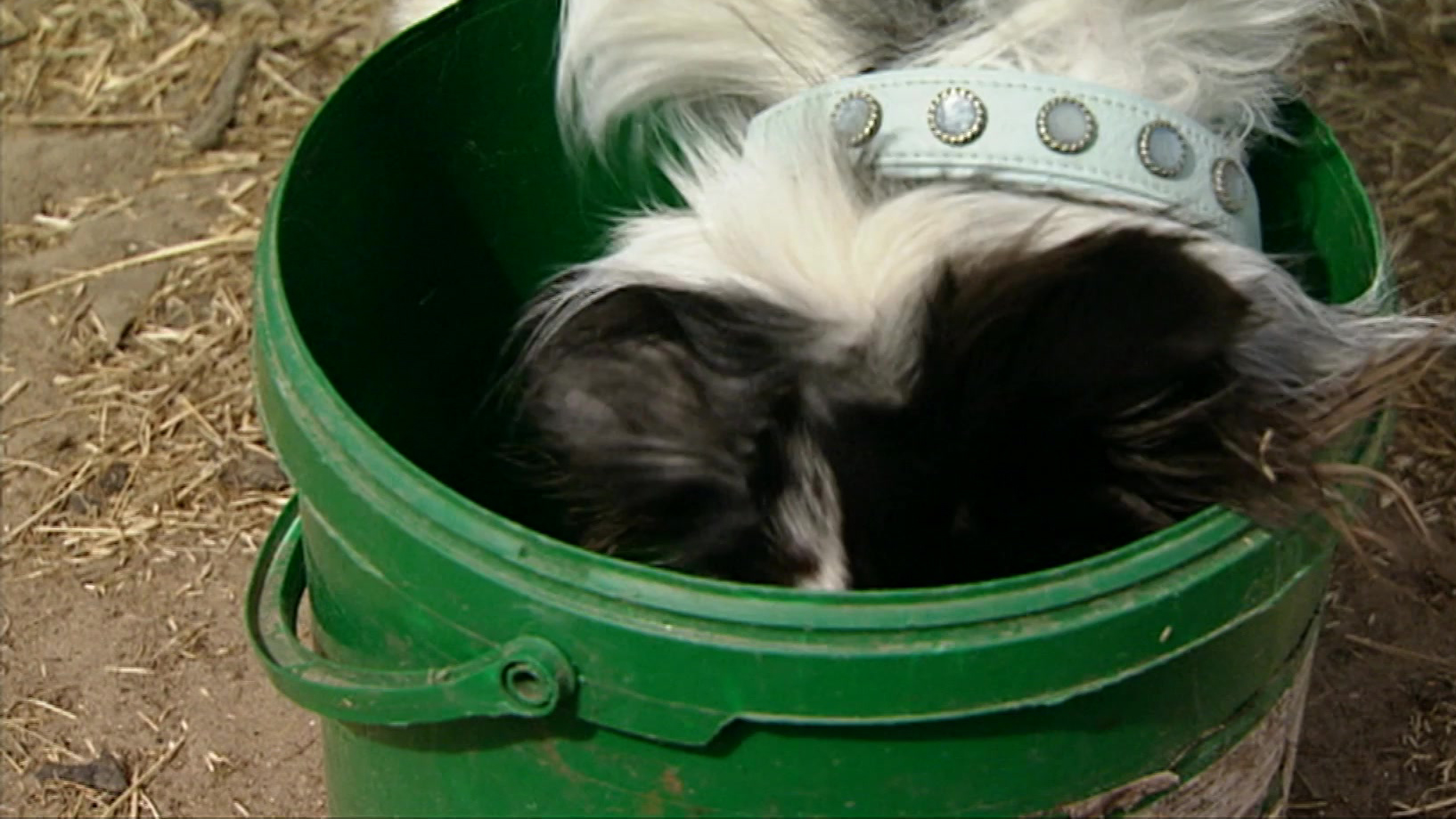 Puppy Patrol | Lucky's geheim