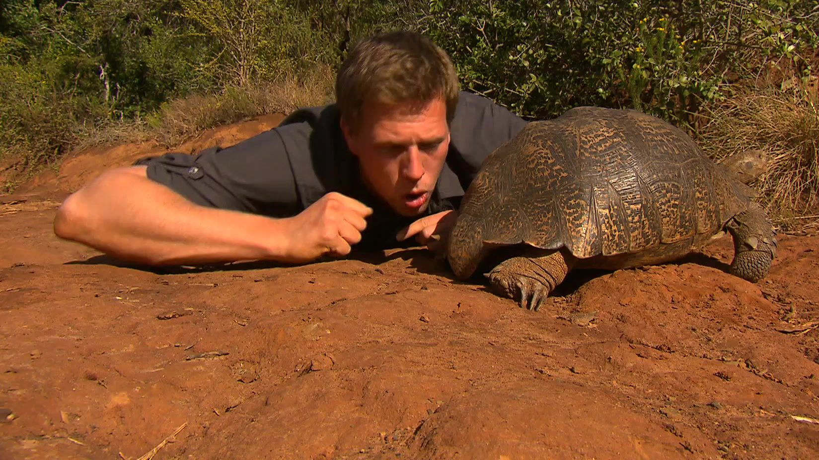 Freek in het wild | Lopende tank en kelphaai
