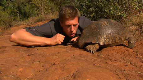 Freek in het wild | Lopende tank en kelphaai
