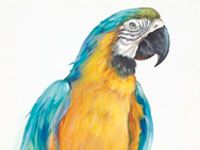 Blauwgouden Ara