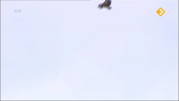 De Buitendienst  | Roofvogels