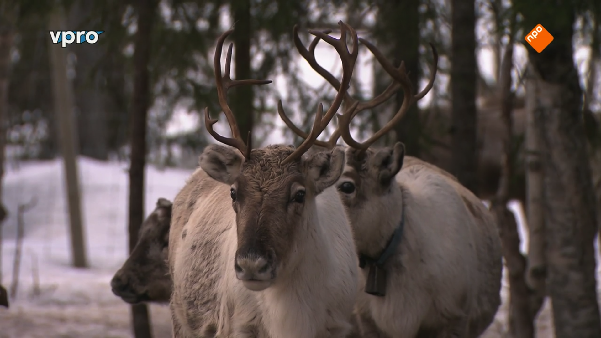 Freeks Wilde Wereld | Zweden - Rennende dieren