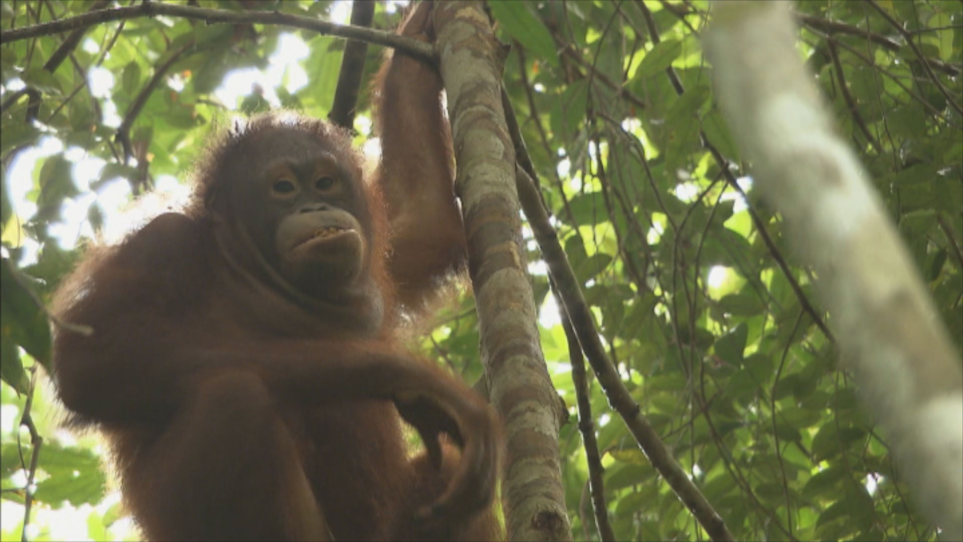 Het Klokhuis | Orang-Oetan leefgebied