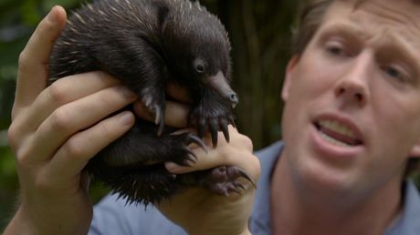 Freeks Wilde Wereld | Zoogdieren die eieren leggen