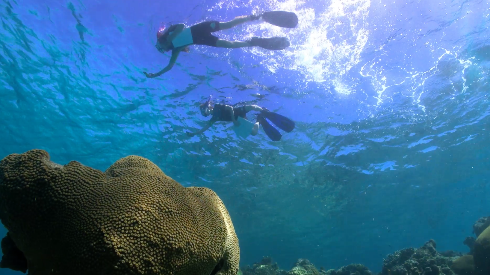Zapp Your Planet | Expeditie HaaiAlarm