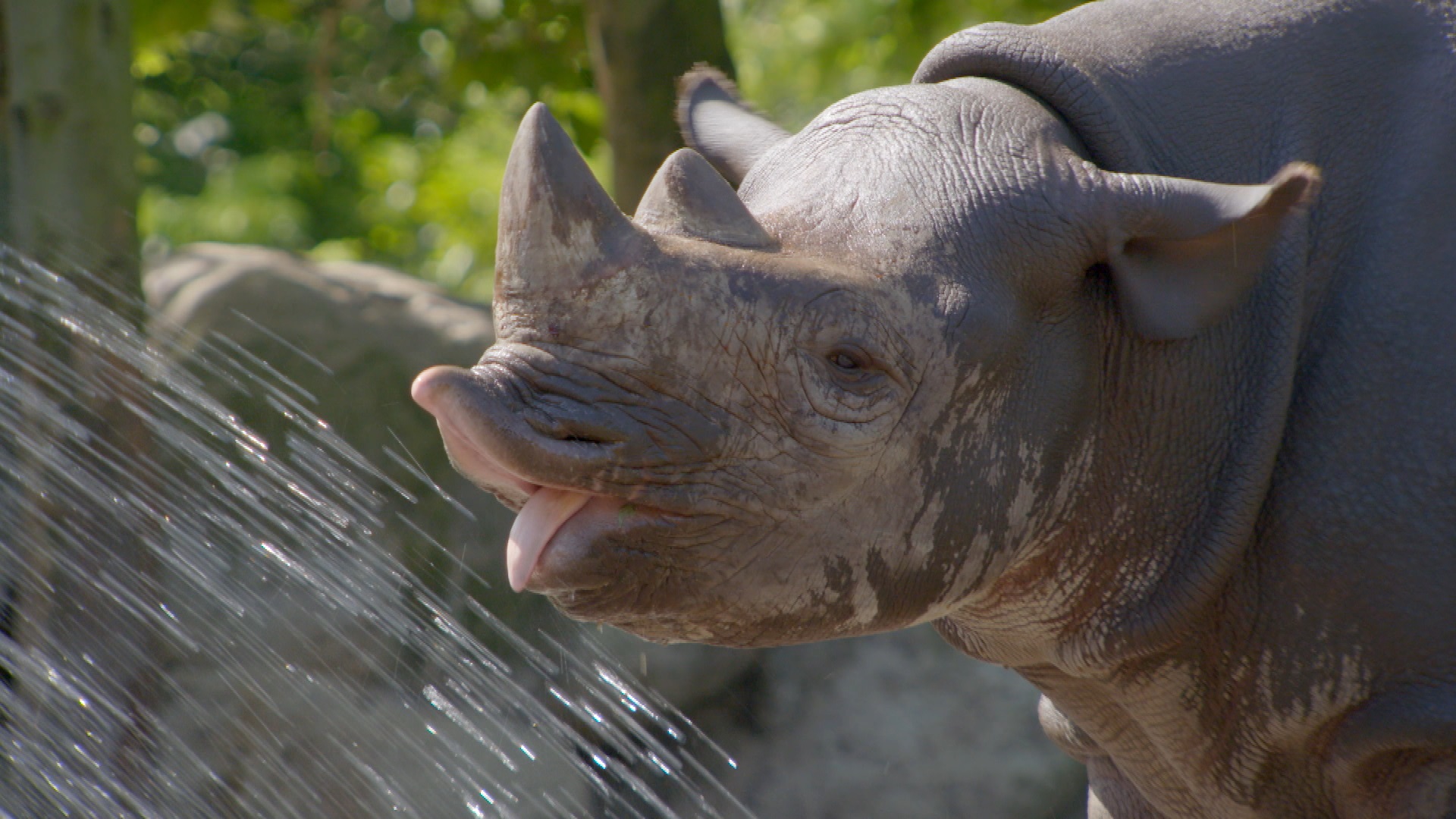 Het echte leven in de dierentuin