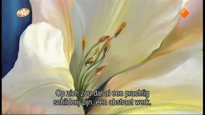 Stralende Lelie