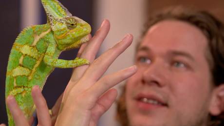 Het Klokhuis | Reptielen