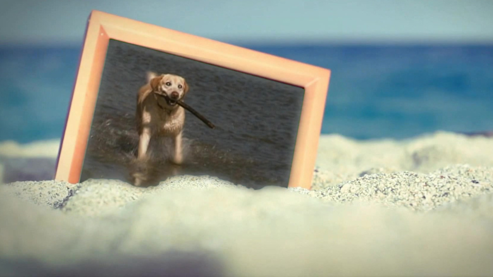 DierenDetectives | Hond Norman